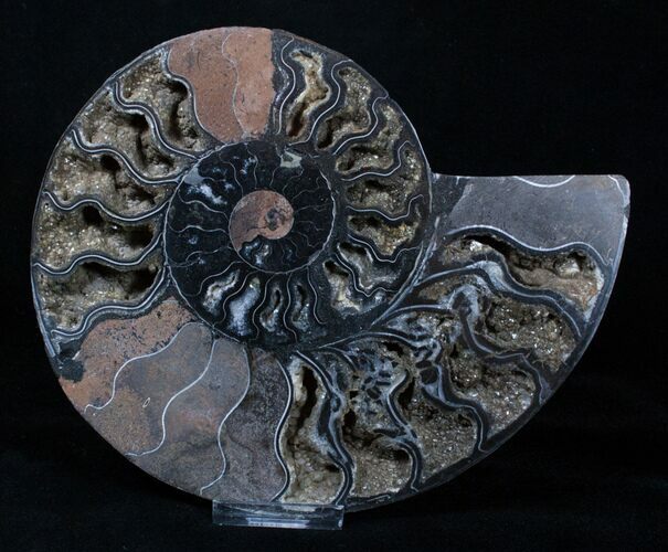 Amazing Black Ammonite With Crystals - Inches Wide #3343